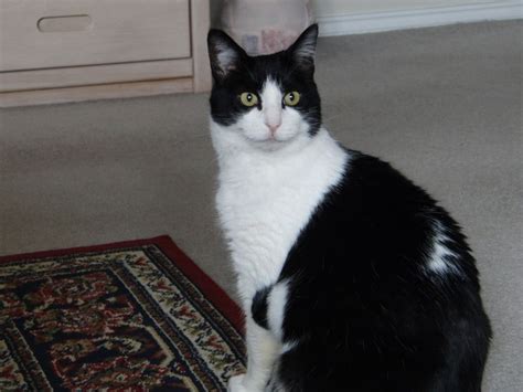 Pet of the week: This black-and-white cat wants to color your world