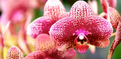 List of indoor flowering plants in india. Indoor Plants and Indoor Flowering Plants-NJ-Metropolitan ...