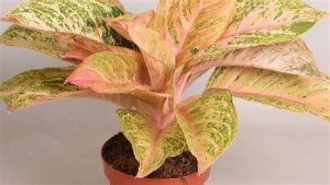 Maybe you would like to learn more about one of these? Paling Populer 17+ Gambar Macam Bunga Aglaonema - Koleksi ...