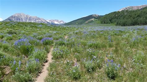 Mountain Flowers Trail Free Photo On Pixabay Pixabay