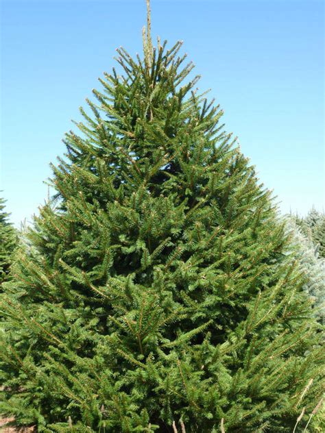 Wholesale Norway Spruce Trees