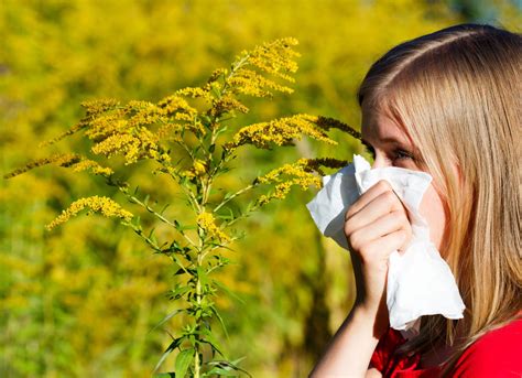 Ragweed Pollen is Here!