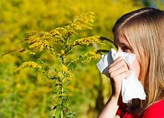 Pollen Peril In Chicago Avoid These Hotspots And Breathe Easy