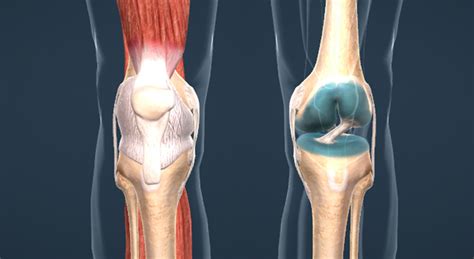 Articulación De La Rodilla Escena En 3d Educación Digital Y