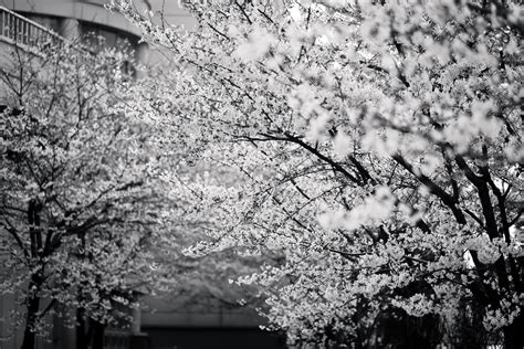 Black And White Picture Of Cherry Blossom Tree In Bloom In Spring