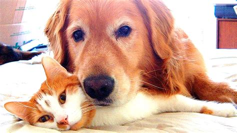 You were dreaming about cat and dog, right? Dogs and Cats playing Together #62 - YouTube