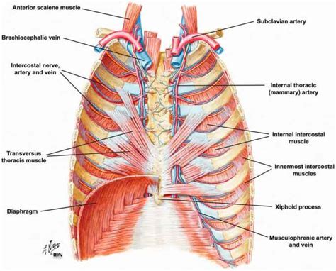 Visualize the intercostals behaving like the fabric various factors contribute to intercostal shortening. Muscles Of The Thoracic Wall - Heart Failure - GUWS Medical