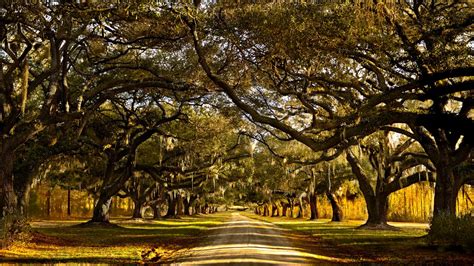 Wallpaper : Brays Island plantation, South Carolina, trees ...