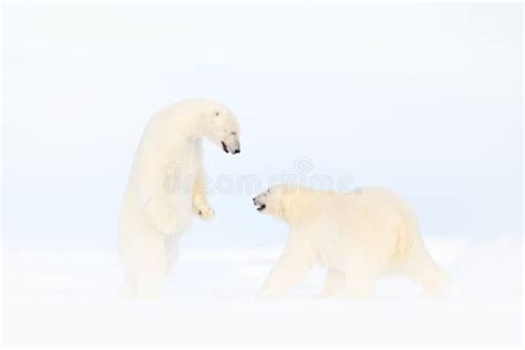 Polar Bear Dancing Fight On The Ice Two Bears Love On Drifting Ice