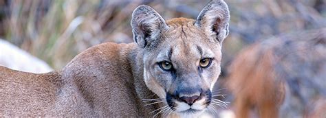 Mountain lions have been an important part of the colorado ecosystem for a long time. Mountain Lions - Big Bend National Park (U.S. National ...