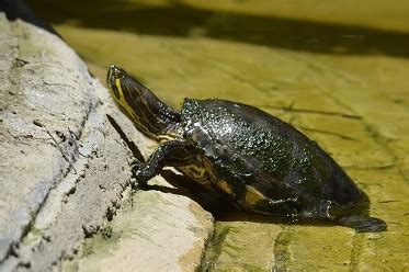 A painted turtle habitat typically includes warm water and access to a lot of light. How To Set Up A Painted Turtle Tank? [Step By Step Guide ...