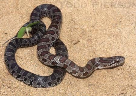 It is found near rock outcroppings, crevices the northern watersnake (nerodia sipedon sipedon) is one of the most aggressive snakes in pennsylvania. Yellow-bellied or Prairie Kingsnake (Lampropeltis ...