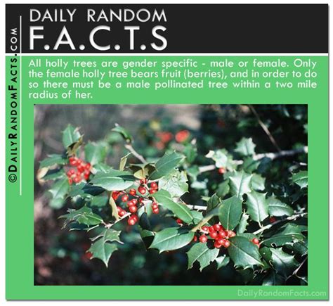 Daily Random Facts Holly Trees Holly Tree Useless Knowledge Facts
