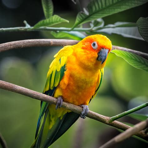 Parrot History And Some Interesting Facts
