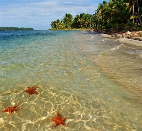 Starfish Beach Bocas Del Toro Panama Ultimate Guide November 2023