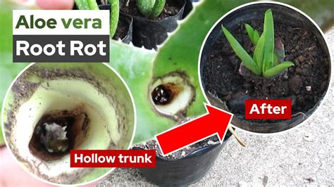 How To Propagate A Rotten Aloe Vera With A Hollow Trunk Youtube
