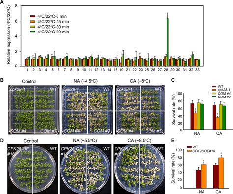 CPK28 Positively Regulates Freezing Tolerance In Arabidopsis A