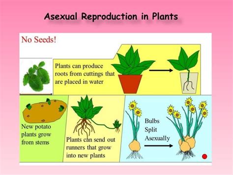 Asexual Reproduction In Plants 6 Types Explained In 40 Characters Ppt