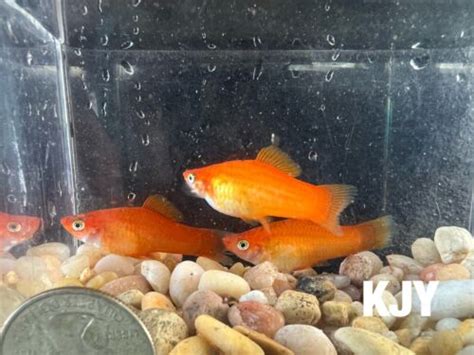 Marigold Swordtails 3 Pack Ebay