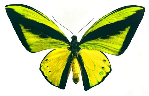 Poin menarik dari inilah animasi kupu kupu ungu gambar tato adalah. Gambar Kupu Kupu Yang Cantik dan Indah | Kumpulan Gambar