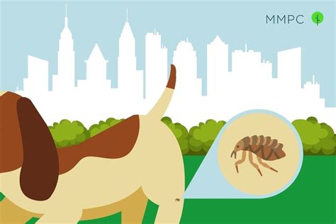 Nyc Pest Control Guide Fleas