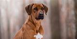 Check spelling or type a new query. Rhodesian Ridgeback Dog Breed Information | Breed Advisor