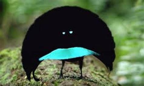A New Vantablack Bird Of Paradise Has Been Discovered And It S Absolutely Mesmerising Nexus