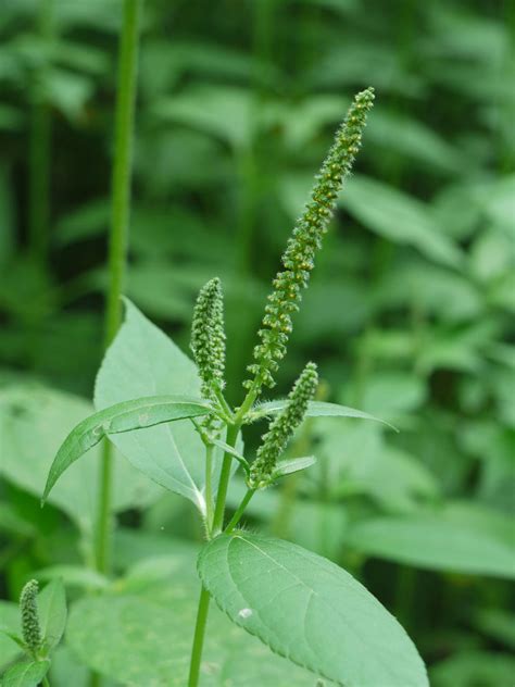 The pollen from ragweed causes allergy symptoms in many people. Great ragweed | Identify that Plant