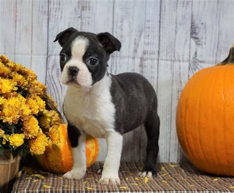 Akc Registered Boston Terrier For Sale Warsaw Oh Male Charley Ac