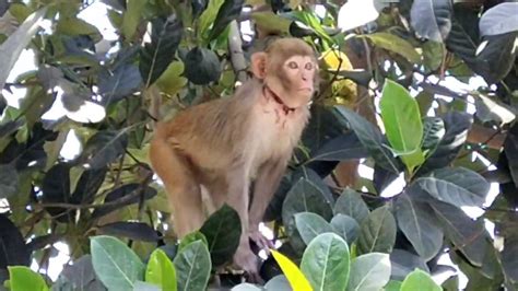 Beautiful Photo And Videos Amazing Monkeys Youtube