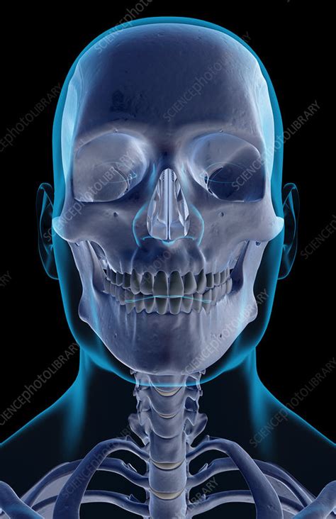 That's how you can remember these bones. 'The bones of the head, neck and face' - Stock Image ...