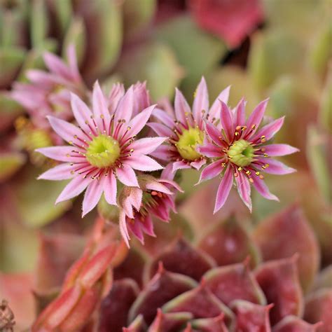 Sempervivum Blooms A Visual Guide Mountain Crest Gardens