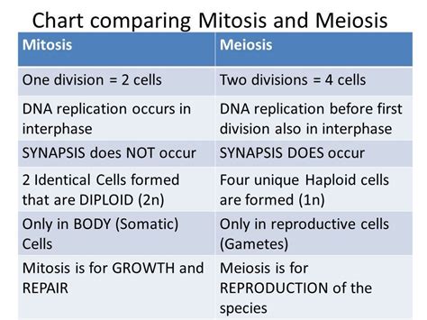 Mitosis And Meiosis Comparison Chart Answers Fomo
