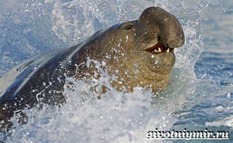 Морской слон. Образ жизни и среда обитания морского слона | Животный мир