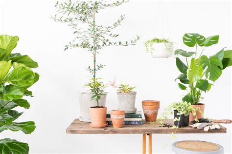 You Can Now Get Joanna Gaines Favorite Houseplants Delivered Straight To Your Front Door