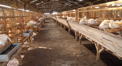 Kandang kambing terbaik, kandang kambing semi umbaran untuk kambing dan domba dapatkan video sukses ternak domba modern dengan kandang terkoleksi, bau kandang dijamin hilang. Rahasia beternak kambing sistem semi modern - Ruang Budidaya