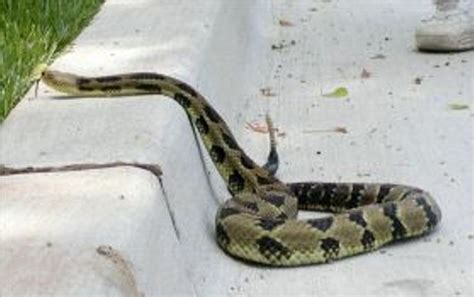 Call xperts pest proffesionals today for snake extermination if you are still facing this problem, you can go for a snake control treatment or look for pest control for snakes near me to be of help. PEST CONTROL VENOMOUS SNAKES