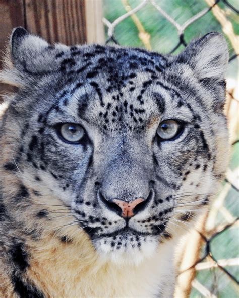 New Female Snow Leopard Arrives In Cape May County | The Standard