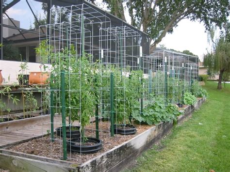 Built My First Cattle Panel Arch Trellis Today Backyard Garden