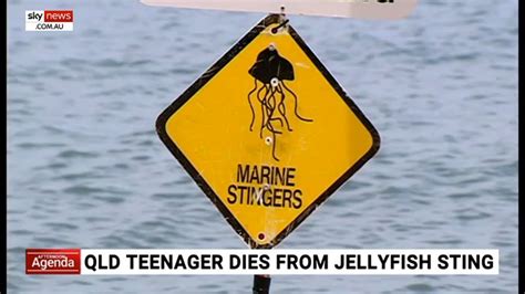 Queensland Teenager Dies From Box Jellyfish Sting Youtube