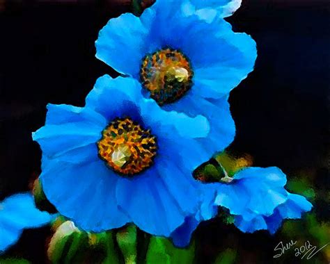 Blue Poppies Painting By Shere Crossman Fine Art America