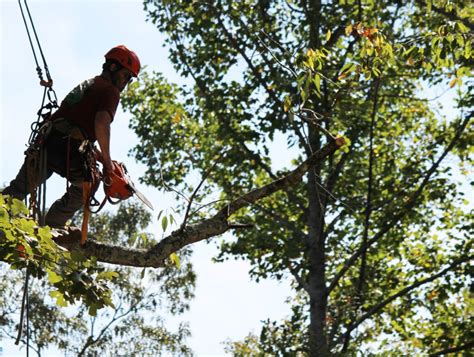 Arborist Tree Trimming Palm Beach County Pro Tree Trimming And