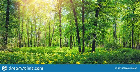 Panorama Of Beautiful Green Forest In Summer Nature