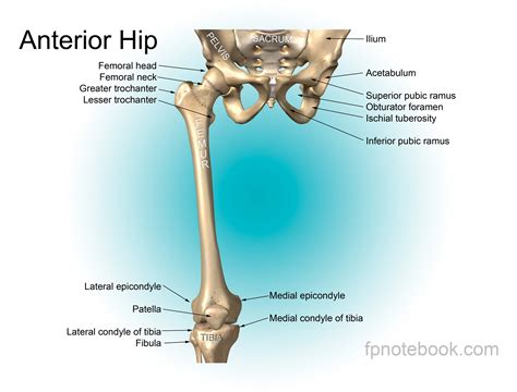 The forearm contains two major bones. Femur Bone