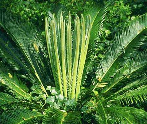 Liver failure is always a possibility in cases of sago palm poisoning. Sago palms can easily cause death - Emergency Vets