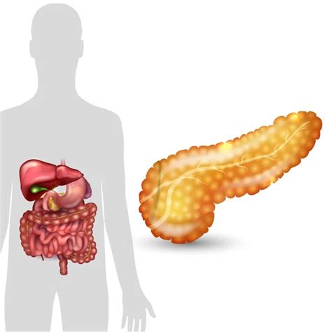 Arriba 100 Foto Ubicación Del Pancreas En El Cuerpo Humano Mirada Tensa