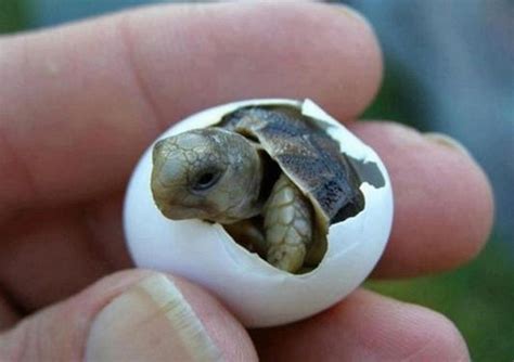 Eeeeeeee Baby Leatherback Sea Turtle Happy Pinterest