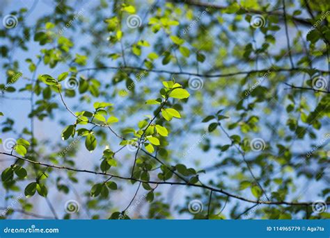 Spring Green Leaves Against Blue Sky Stock Image Image Of Nature