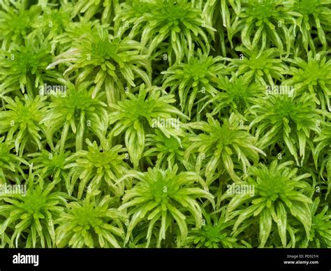 Sphagnum Moss Garden Hi Res Stock Photography And Images Alamy