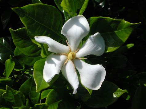 Flower Of Gardenia Nature Photo Gallery